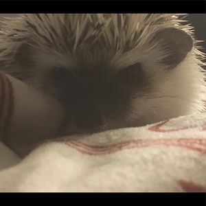 Meet your Posher, Abigail